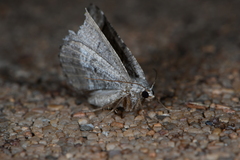 Digrammia continuata