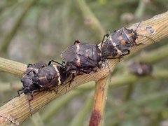 Aplerotus maculatus