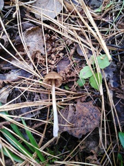 Entoloma vernum
