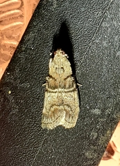 Pococera asperatella