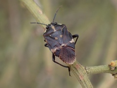 Aplerotus maculatus