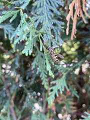 Metasyrphus