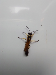 Sceliphron madraspatanum