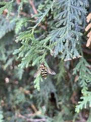 Metasyrphus