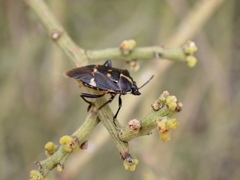 Aplerotus maculatus