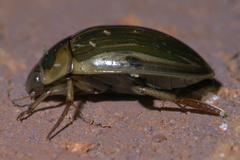 Tropisternus collaris