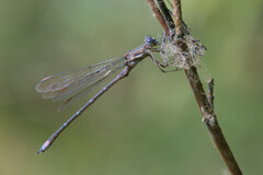 Archilestes californicus