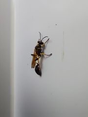 Sceliphron madraspatanum