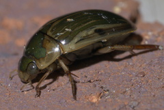 Tropisternus collaris