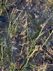 Bouteloua aristidoides