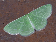 Synchlora aerata