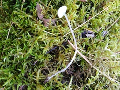 Hemimycena lactea