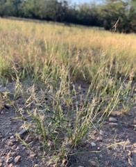 Bouteloua aristidoides