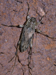 Lepturges angulatus