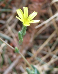 Lactucinae