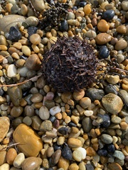 Heliocidaris erythrogramma