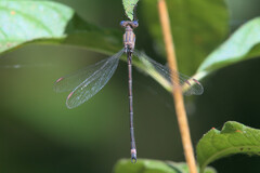 Archilestes californicus