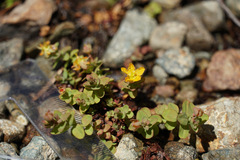 Hypericum anagalloides