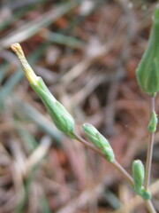 Lactucinae