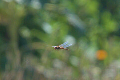 Pantala hymenaea