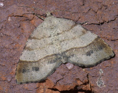 Mellilla xanthometata