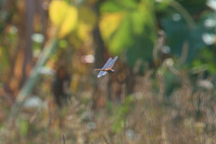 Pantala hymenaea