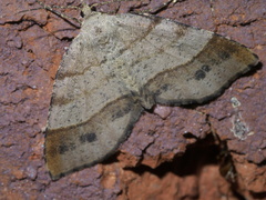 Mellilla xanthometata