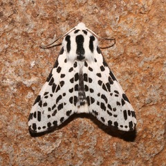 Hypercompe permaculata