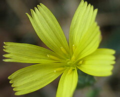 Lactucinae