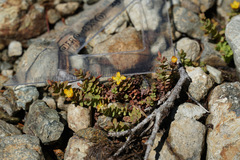 Hypericum anagalloides