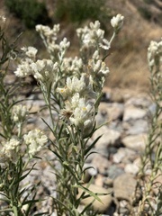 Pseudognaphalium leucocephalum