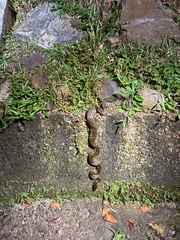 Malayopython reticulatus