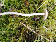 Psathyrella longistriata