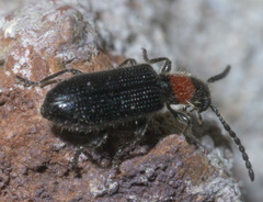 Cymatoderella collaris