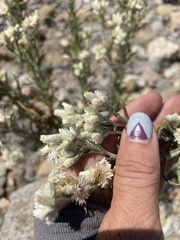 Pseudognaphalium leucocephalum