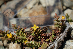 Hypericum anagalloides