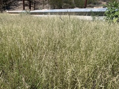 Bouteloua aristidoides