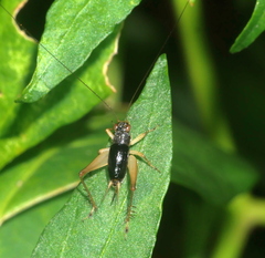 Trigonidium japonicum