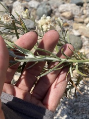 Pseudognaphalium leucocephalum