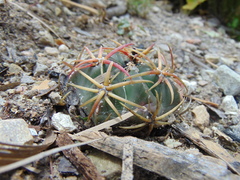 Ferocactus macrodiscus macrodiscus