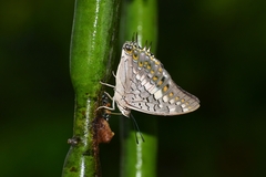 Charaxes solon
