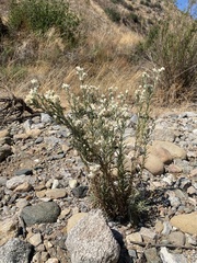 Pseudognaphalium leucocephalum