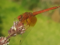 Trithemis kirbyi