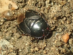 Pangaeus bilineatus