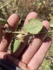 Malacothamnus marrubioides