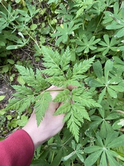 Conioselinum gmelinii
