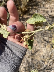 Malacothamnus marrubioides