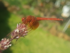 Trithemis kirbyi