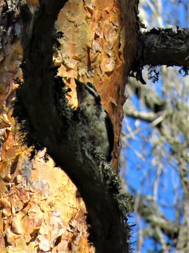 Pico picapinos (Dendrocopos major)