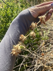 Malacothamnus marrubioides